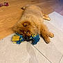dog, puppy, chow_chow, rope_toy, floor, wooden_floor, tiled_floor, indoor, pet, animal, relaxed, playful, chewing, fluffy, cute, young_dog, toy, brown_fur, domestic_animal, lying_down