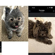 Yoda is registered to the contest to win money with this photo: adorable, animal, brown, carpet, cute, cute_pet, dog, ears, face, fluffy, fur, gray, happy, indoor, lying_down, pet, puppy, sitting, small_dog, tongue