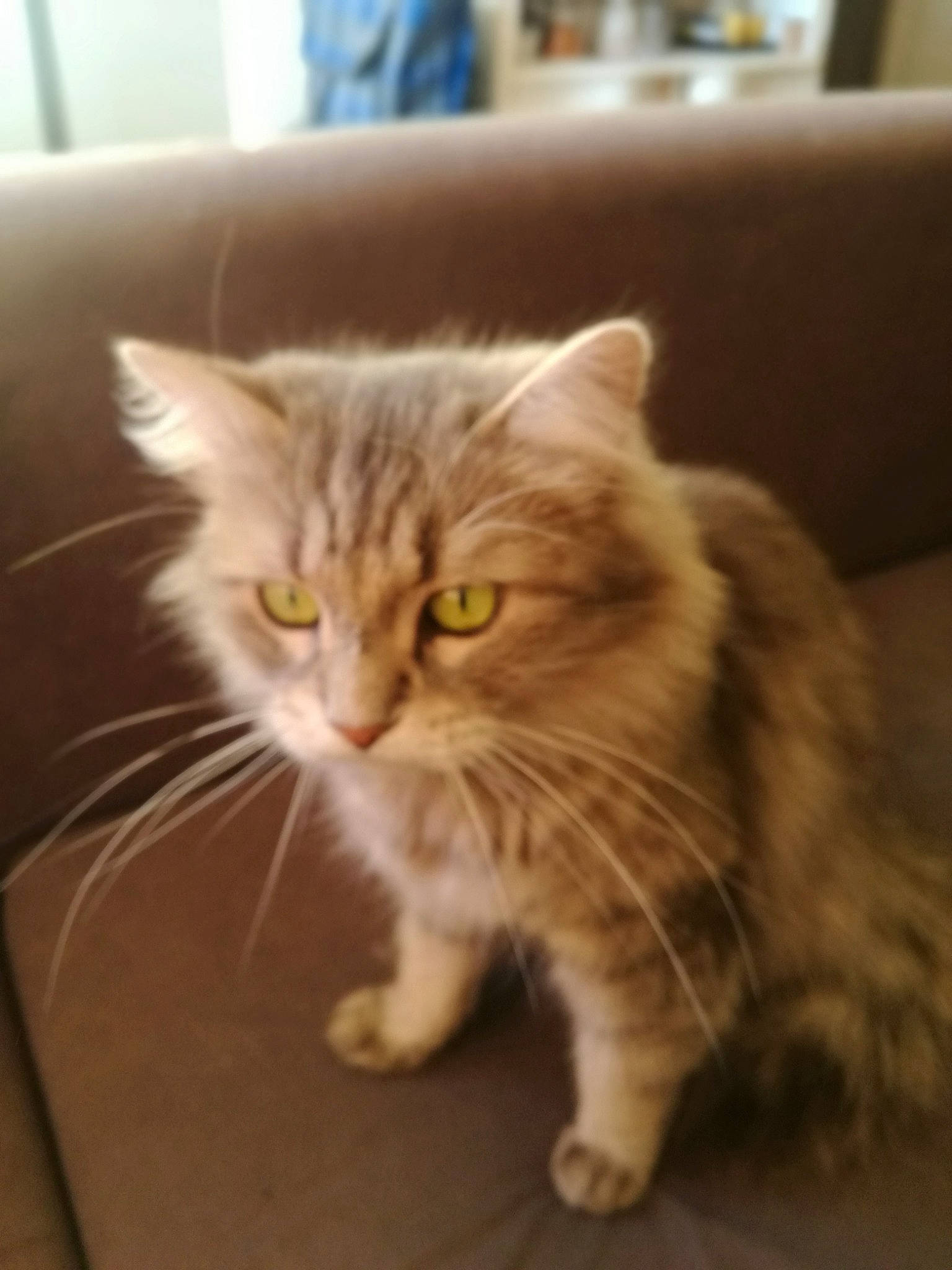 Kaline participe au concours pour gagner de l'argent avec cette photo : carnivore, cat, claw, domestic_short_haired_cat, ear, fawn, felidae, flooring, fur, iris, paw, sitting, small_to_medium_sized_cats, snout, tail, terrestrial_animal, whiskers, window, wood