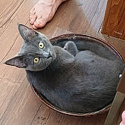 Blue is registered to the contest to win money with this photo: cat, grey_cat, curled_up, metal_tray, wooden_floor, bare_foot, indoor, pet, curious, feline, domestic_animal, round_object, floor, cozy, relaxed, animal, household, looking_up, paw, whiskers