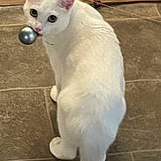 Lily is registered to the contest to win money with this photo: cat, white_cat, pet, animal, floor, tile_floor, wood_background, toy, playful, curious, indoor, feline, looking_back, ears, tail, whiskers, mouth, eyes, domestic_animal, mischievous