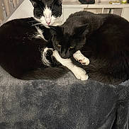 Rodney joined the competition — help win amazing prizes! cat, cats, black_and_white_cat, black_cat, pet, animal, feline, indoor, blanket, snuggling, resting, cute, cozy, fur, whiskers, paw, sleepy, companions, domestic_cat, relaxing