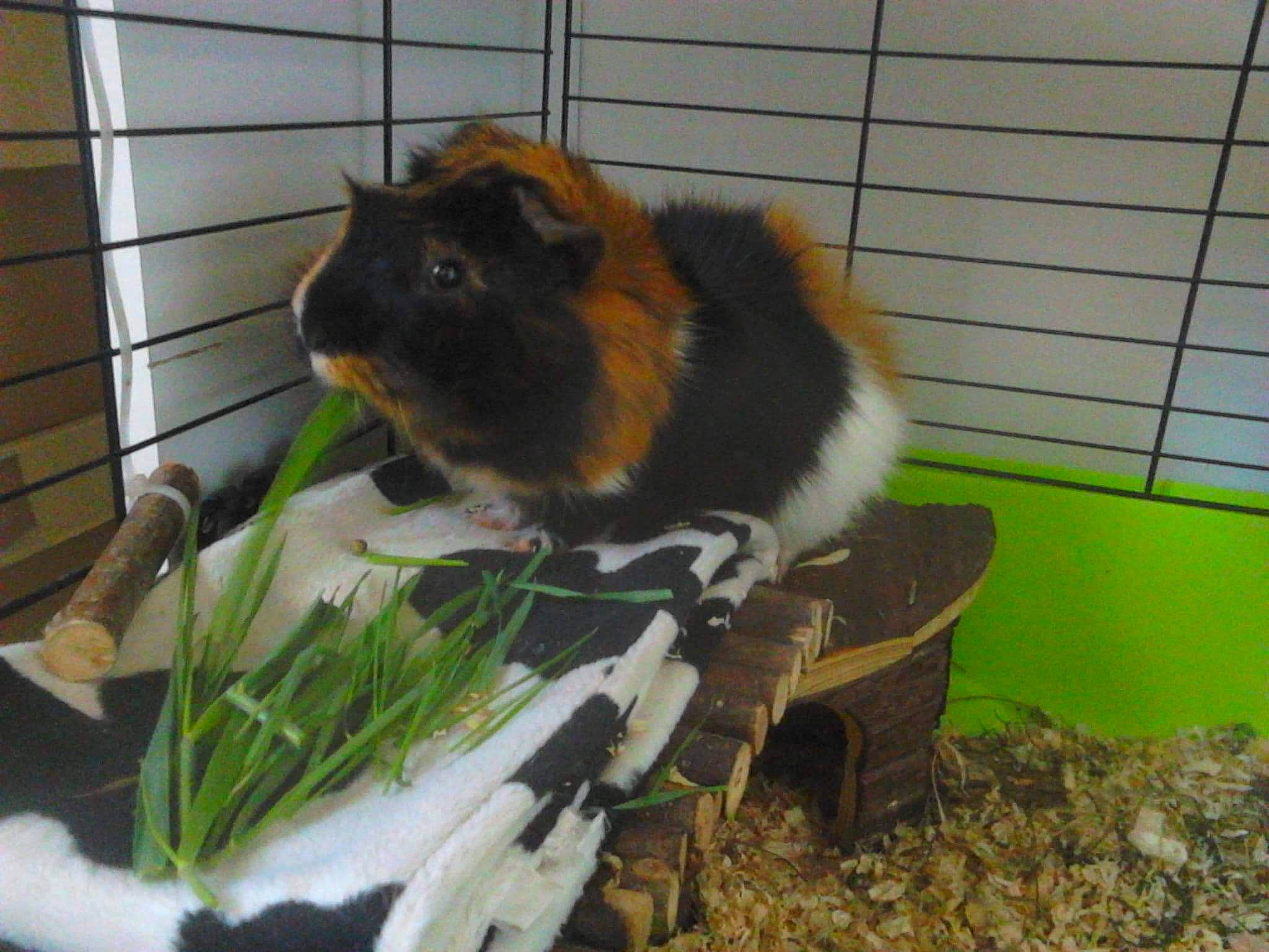 Hommage à Grignot participe au concours pour gagner de l'argent avec cette photo : animal_shelter, fawn, guinea_pig, hamster, mammal, plant, rodent