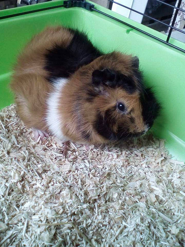 Hommage à Grignot a rejoint le concours — aidez-le/la à gagner de superbes lots ! canidae, companion_dog, dog_breed, fawn, guinea_pig, mammal, puppy, rodent, shih_tzu