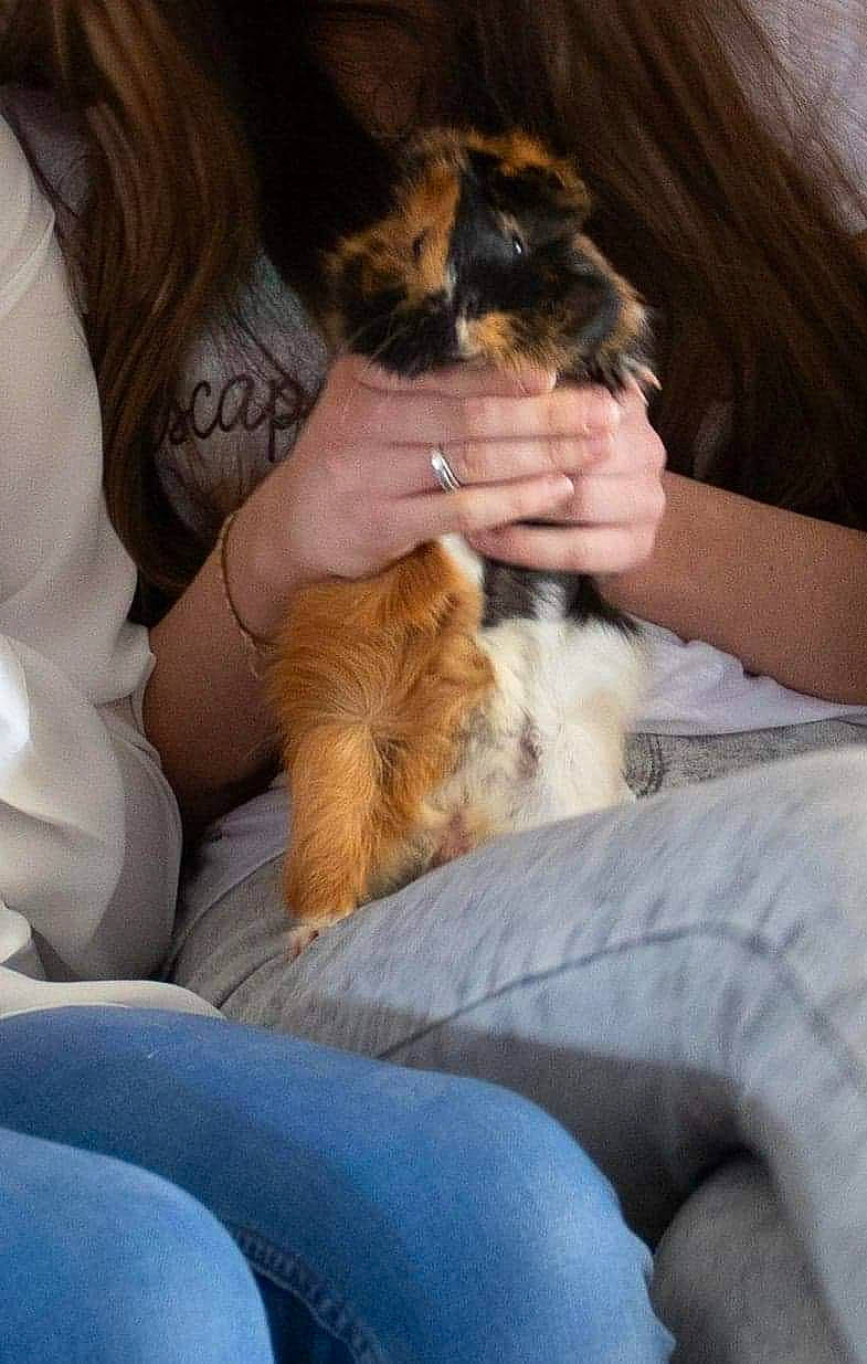 Hommage à Grignot a rejoint le concours — aidez-le/la à gagner de superbes lots ! canidae, carnivore, cat, companion_dog, dog, dog_breed, ear, fawn, felidae, fur, kitten, lap, leg, puppy, puppy_love, small_to_medium_sized_cats