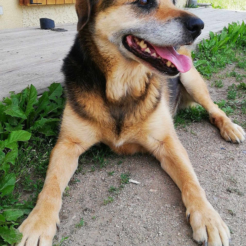 Stella