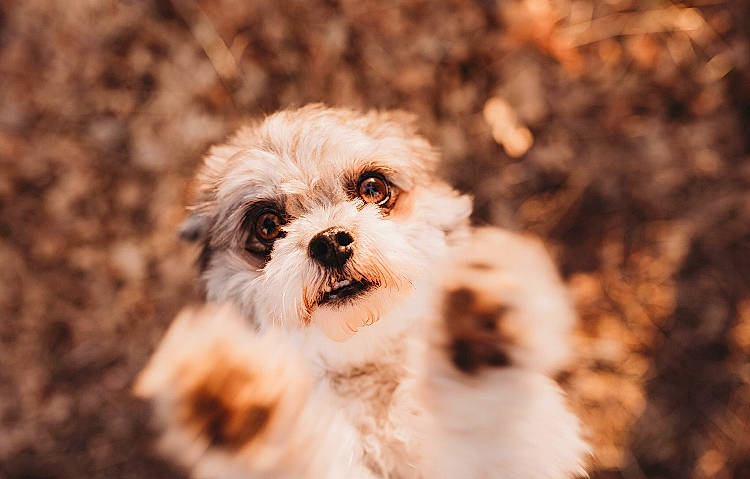 Yeti joined the competition — help win amazing prizes! canidae, carnivore, cavachon, cavapoo, close_up, cockapoo, companion_dog, dog, dog_breed, eye, havanese, kyi_leo, maltepoo, mammal, poodle_crossbreed, puppy, schnoodle, shih_tzu, snout, vertebrate