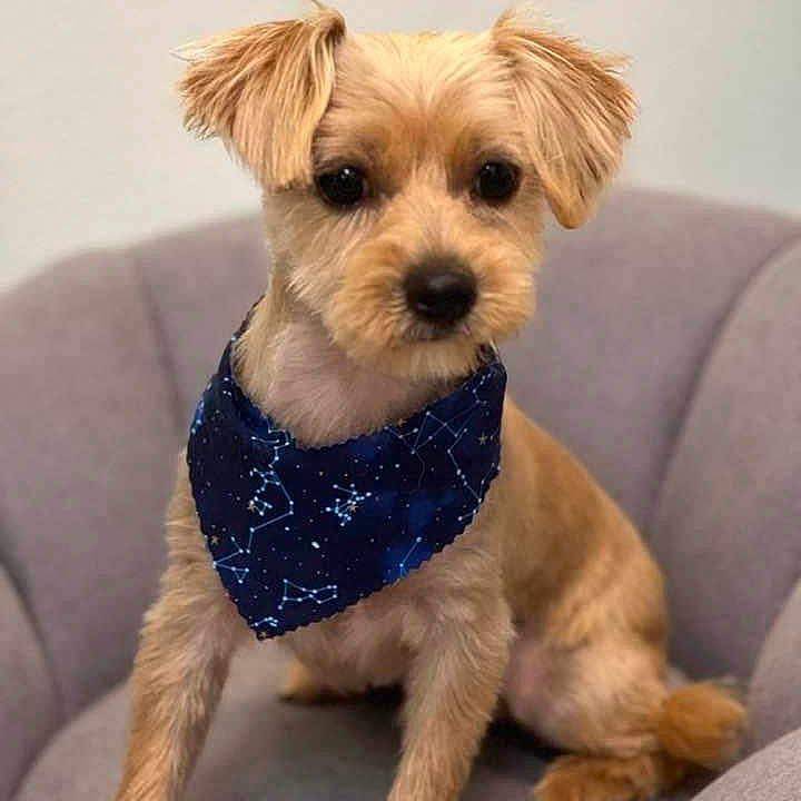 Charlie is registered to the contest to win money with this photo: accessories, affenpinscher, animal, bandana, bowtie, canine, chihuahua, couch, dog, formalwear, furniture, headband, necktie, pet, poodle, puppy, strap, terrier, tie, whitedog