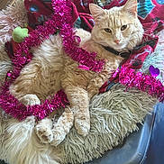 Tigger is registered to the contest to win money with this photo: cat, fluffy, orange_cat, pet_bed, blanket, tinsel, pink, relaxed, indoor, cozy, fur, tail, paw, face, whiskers, collar, furniture, decorations, holiday, cute