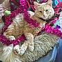 cat, fluffy, orange_cat, pet_bed, blanket, tinsel, pink, relaxed, indoor, cozy, fur, tail, paw, face, whiskers, collar, furniture, decorations, holiday, cute