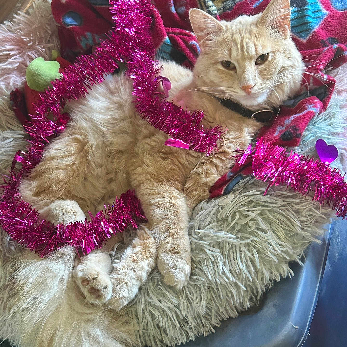 Tigger is registered to the contest to win money with this photo: blanket, cat, collar, cozy, cute, decorations, face, fluffy, fur, furniture, holiday, indoor, orange_cat, paw, pet_bed, pink, relaxed, tail, tinsel, whiskers