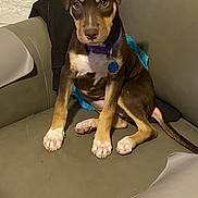 Ivy is registered to the contest to win money with this photo: animal, brick_wall, brown_dog, collar, cute, dog, ears, eyes, floor, furniture, home, indoor, leather_chair, paw, pet, puppy, sitting, tag, tail, young_dog