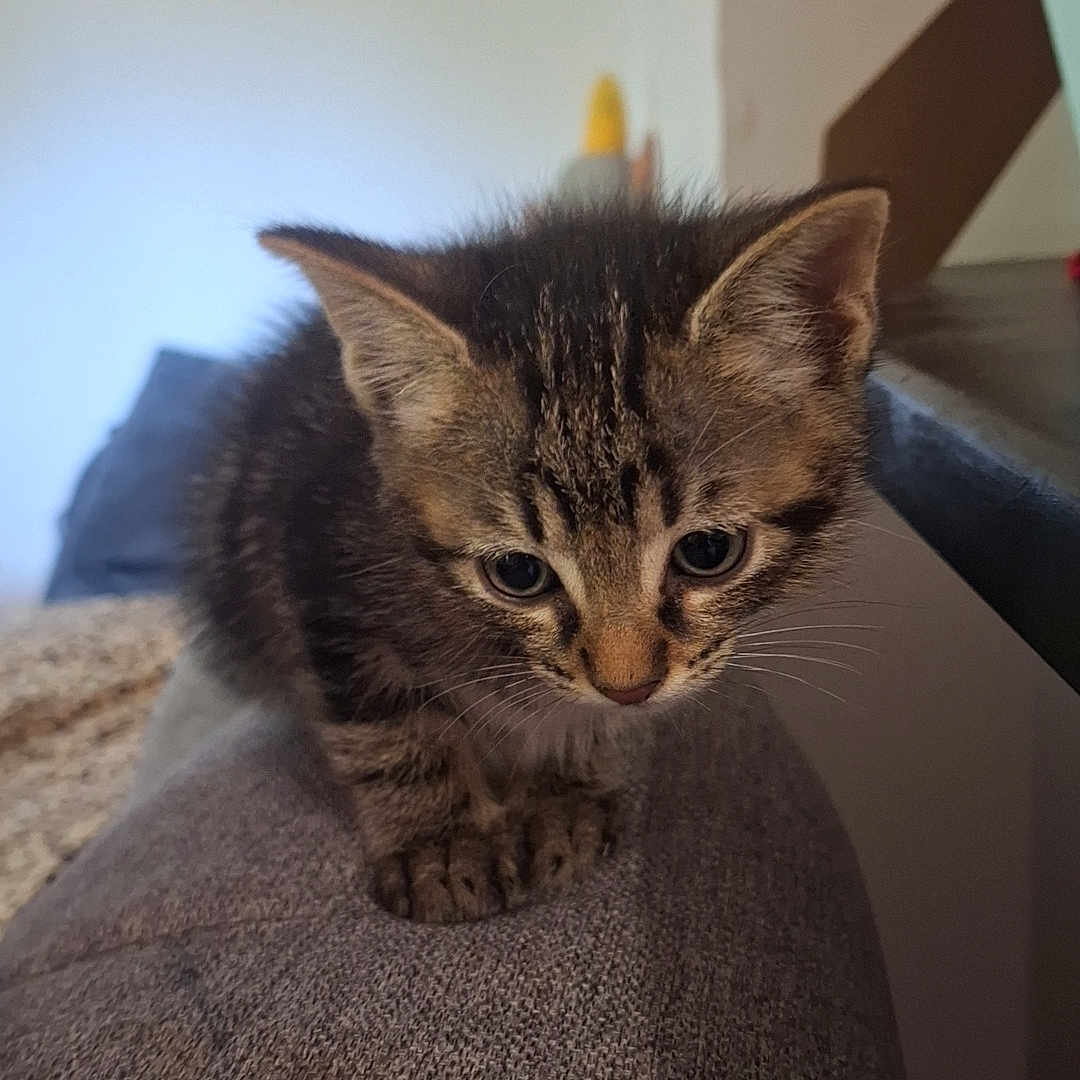 Miska