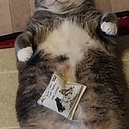Swish joined the competition — help win amazing prizes! animal, cartoon_cat, cat, chubby_cat, comical, cute, floor, funny_expression, fur, gray_cat, home, indoor, lying_down, pet, playful, poster, relaxed, tag, white_paws, wide_eyes