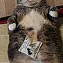 animal, cartoon_cat, cat, chubby_cat, comical, cute, floor, funny_expression, fur, gray_cat, home, indoor, lying_down, pet, playful, poster, relaxed, tag, white_paws, wide_eyes