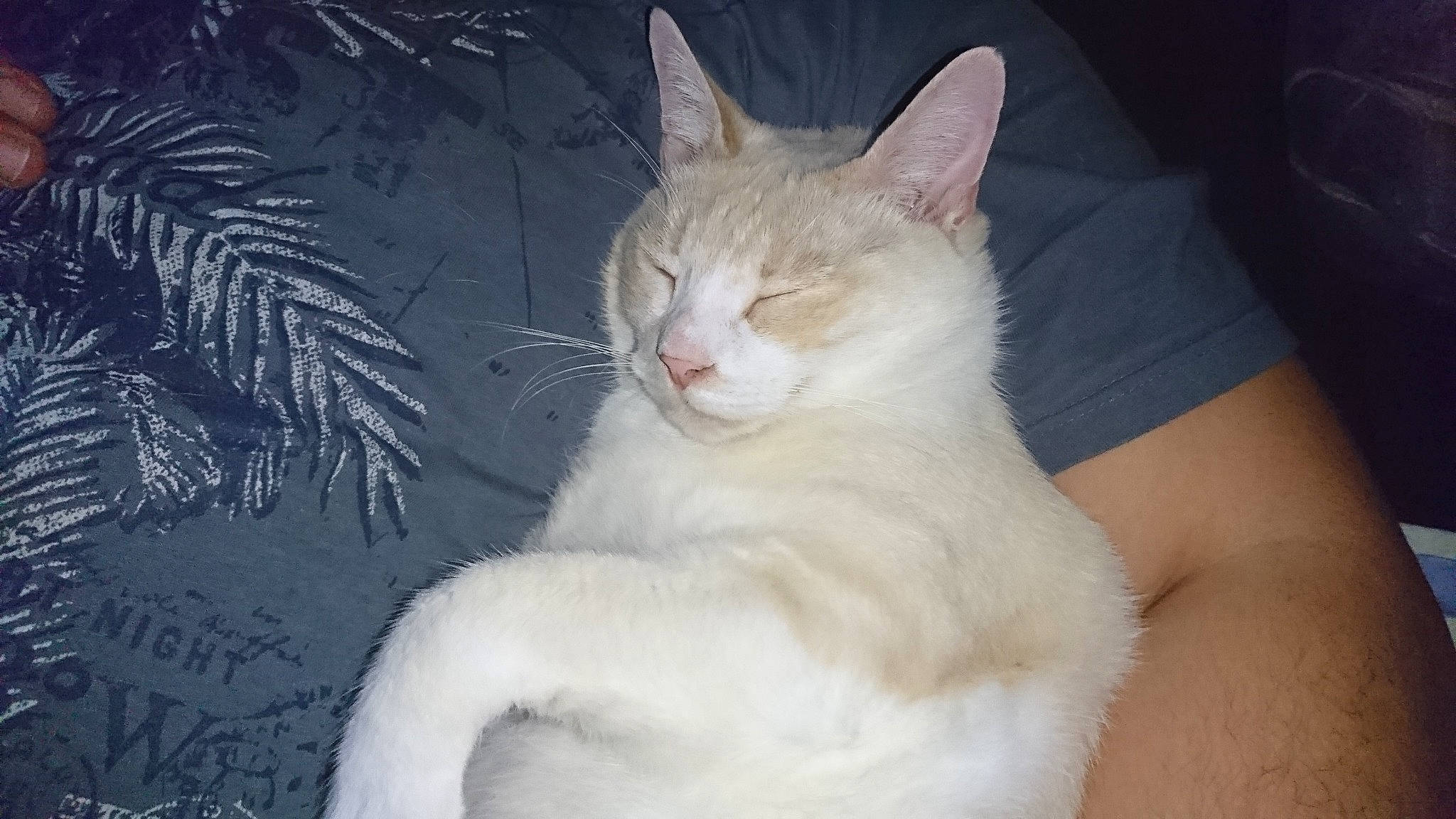 Finou participe au concours pour gagner de l'argent avec cette photo : aegean_cat, american_wirehair, arabian_mau, asian, burmilla, carnivore, cat, domestic_short_haired_cat, eye, felidae, german_rex, javanese, khao_manee, mammal, ojos_azules, small_to_medium_sized_cats, tail, turkish_angora, turkish_van, whiskers