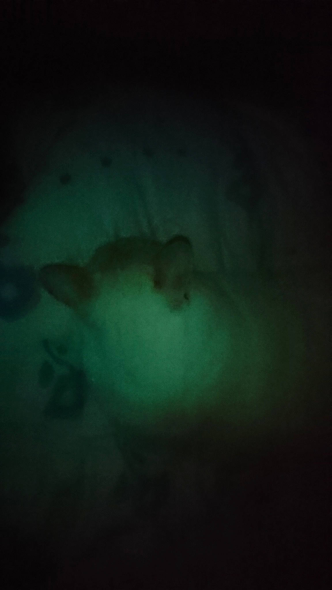 Finou participe au concours pour gagner de l'argent avec cette photo : aqua, blue, darkness, fish, green, marine_biology, organism, teal, turquoise, underwater, water