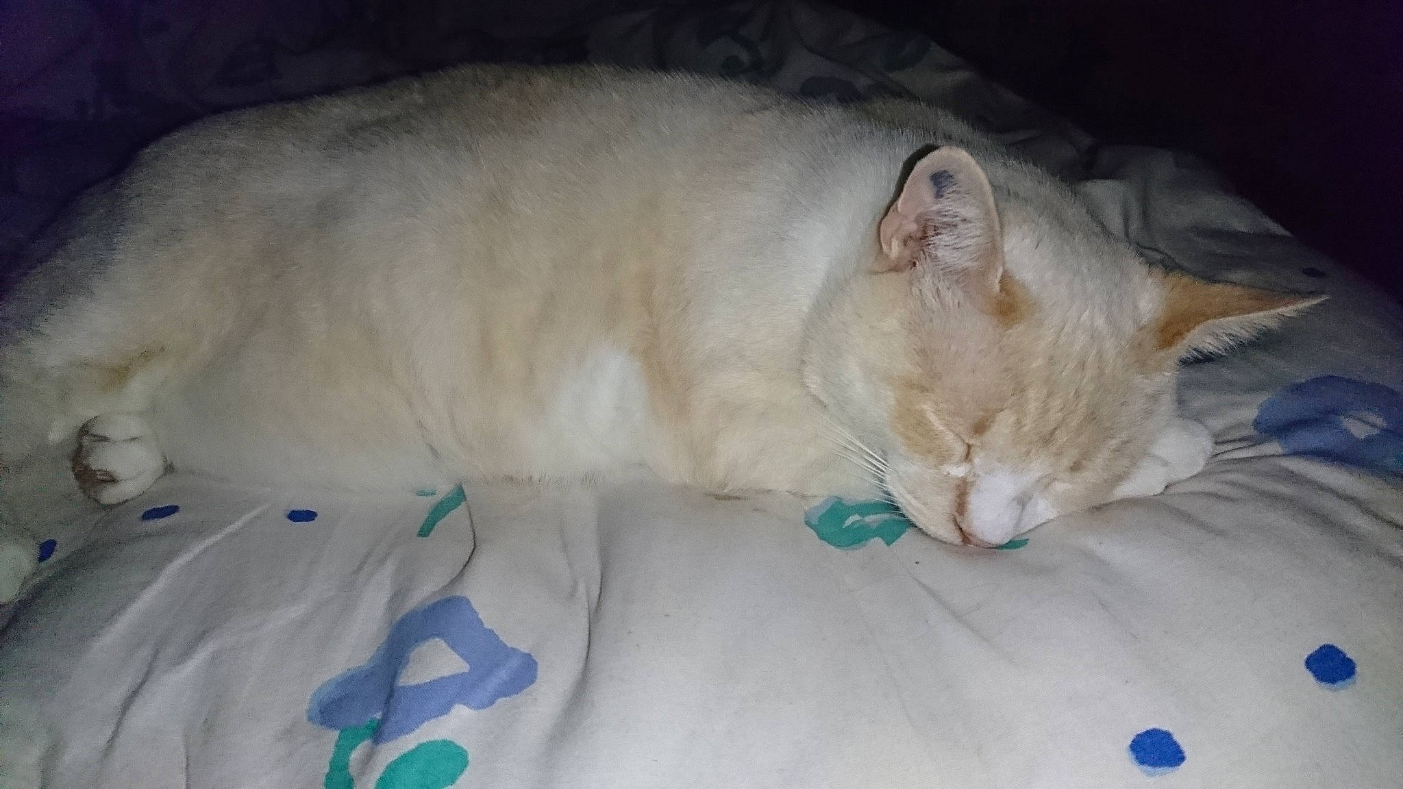 Finou a rejoint le concours — aidez-le/la à gagner de superbes lots ! burmilla, carnivore, cat, colorpoint_shorthair, domestic_short_haired_cat, fawn, felidae, javanese, khao_manee, kitten, mammal, nap, ojos_azules, oriental_longhair, singapura, small_to_medium_sized_cats, tail, turkish_angora, vertebrate, whiskers