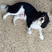 Olaf a rejoint le concours — aidez-le/la à gagner de superbes lots ! accessories, animal, beach, canine, cat, clothing, coast, cockerspaniel, dog, footwear, hound, leash, papillon, person, pet, puppy, rock, shoe, sleeping, strap