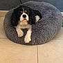 Olaf participe au concours pour gagner de l'argent avec cette photo : animal, canine, cockerspaniel, dog, dogbed, pet, puppy