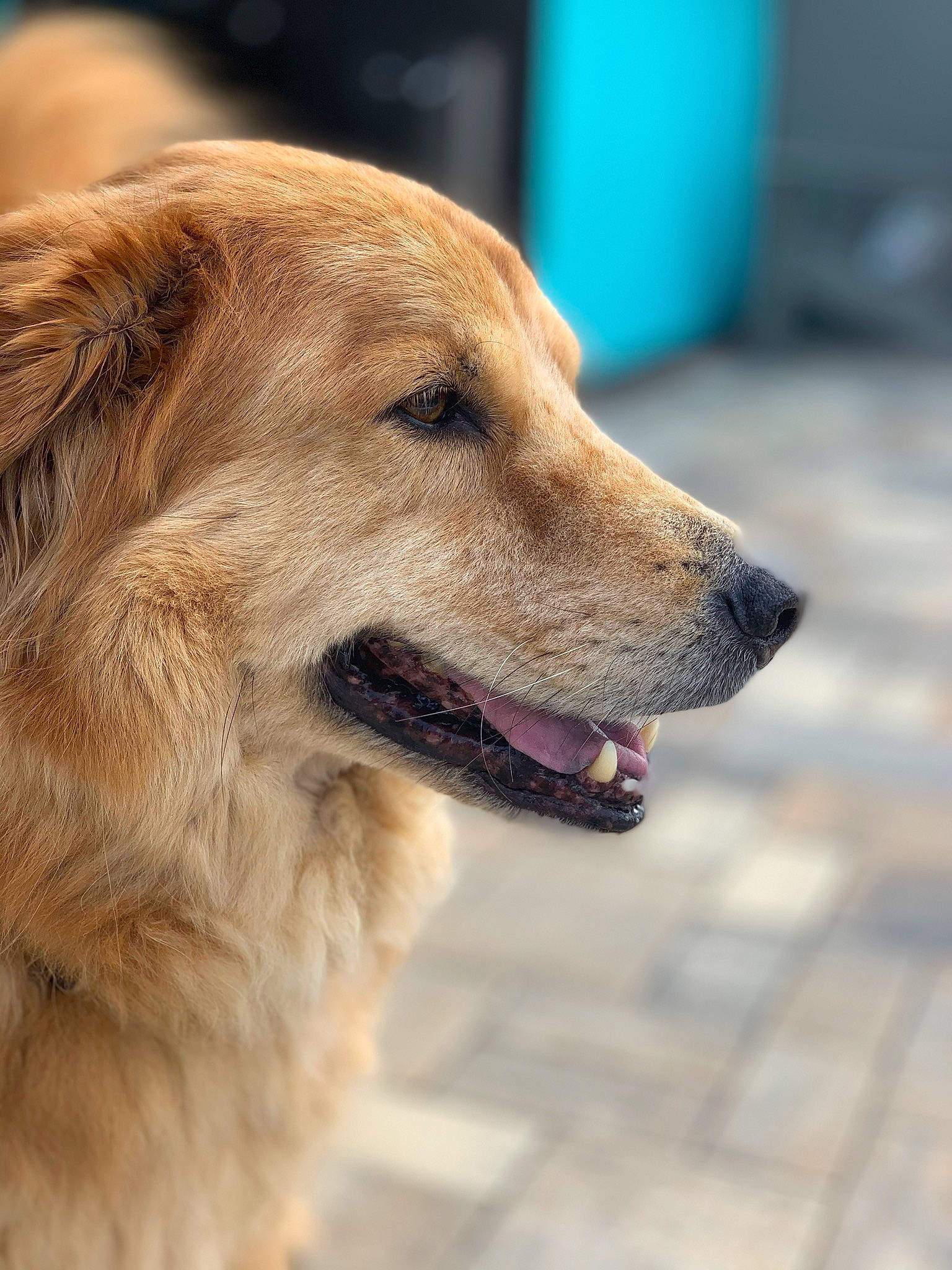 Payton is registered to the contest to win money with this photo: canidae, carnivore, companion_dog, dog, dog_breed, fawn, golden_retriever, mammal, retriever, snout, sporting_group, street_dog, vertebrate, whiskers