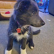 Jota is registered to the contest to win money with this photo: puppy, dog, indoor, carpet, dog_bed, toy, collar, tag, black_fur, white_fur, christmas_tree, holiday_lights, decorations, furniture, living_room, pet, cute, sitting, animal, home