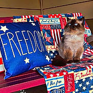 Grendel is registered to the contest to win money with this photo: cat, blue_eyes, fluffy, bench, patriotic, stars, stripes, cushion, blanket, red_bench, indoor, decor, fur, pet, animal, sitting, cozy, home, wall, time_overlay