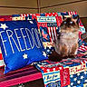 cat, blue_eyes, fluffy, bench, patriotic, stars, stripes, cushion, blanket, red_bench, indoor, decor, fur, pet, animal, sitting, cozy, home, wall, time_overlay