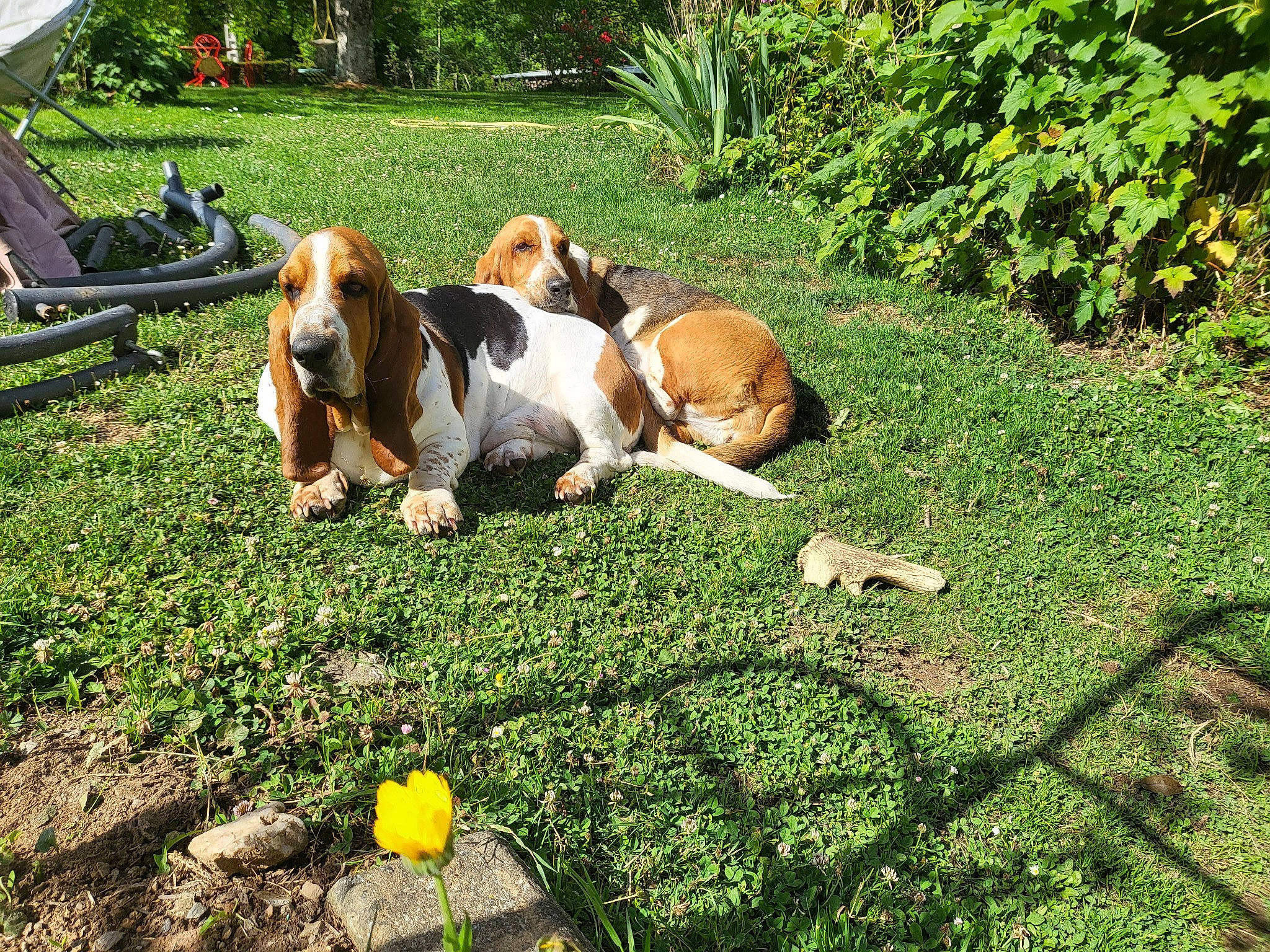 Pouf a rejoint le concours — aidez-le/la à gagner de superbes lots ! basset_hound, canidae, carnivore, companion_dog, dog, dog_breed, fawn, grass, groundcover, hound, landscape, lawn, leisure, natural_landscape, pasture, people_in_nature, plant, scent_hound, sporting_group, tree