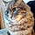 Titou