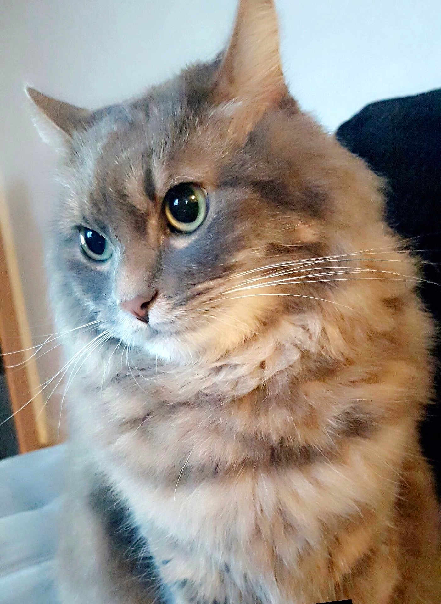 Titou