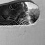 Titou a rejoint le concours — aidez-le/la à gagner de superbes lots ! animal, black_and_white, cardboard, cat, close_up, curious, eye, face, feline, focus, hole, indoor, monochrome, mystery, peek, pet, portrait, soft_light, texture, whiskers
