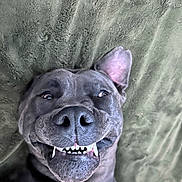 Fatboy is registered to the contest to win money with this photo: dog, smiling, teeth, pet, canine, lying_down, playful, tongue_out, close_up, one_ear_up, funny_face, happy, animal, domestic_animal, cute, fur, blanket, indoor, mischievous, portrait