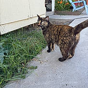 Punky Brewster joined the competition — help win amazing prizes! cat, tortoiseshell_cat, outdoor, concrete, grass, garden, flowers, shed, chair, sidewalk, pet, animal, feline, greenery, nature, curious, looking_back, daylight, yard, backyard