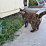 cat, tortoiseshell_cat, outdoor, concrete, grass, garden, flowers, shed, chair, sidewalk, pet, animal, feline, greenery, nature, curious, looking_back, daylight, yard, backyard