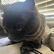 Sonny joined the competition — help win amazing prizes! adapter, animal, blackcat, cat, computer, computerhardware, computerkeyboard, curtain, desk, electronics, furniture, hardware, homedecor, kitten, manx, pet, table, text, windowshade, wood