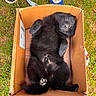 animal, black_fur, box, cardboard_box, casual, cute, dog, footwear, funny_pose, fur, grass, looking_up, lying_down, nature, outdoor, pet, playful, puppy, sneakers, young_dog