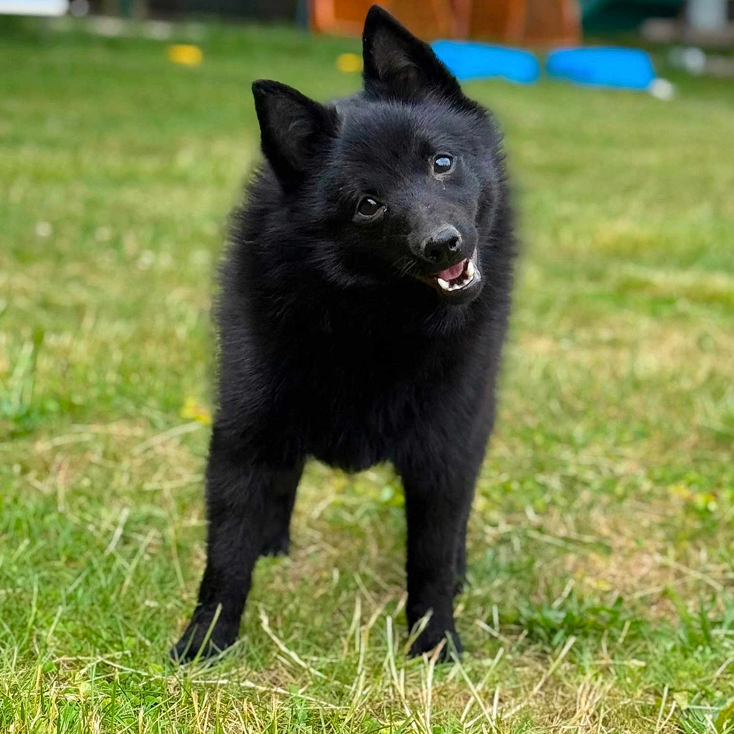 Allô Maman Bobo participe au concours pour gagner de l'argent avec cette photo : dog, black_dog, grass, outdoor, pet, canine, animal, cute, happy, head_tilt, fur, nature, playful, mammal, portrait, friendly, grass_field, daylight, standing, ears_up