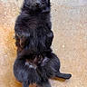 Allô Maman Bobo a rejoint le concours — aidez-le/la à gagner de superbes lots ! animal, black, canine, companion, cute, dog, domestic_animal, floor, fluffy, friendly, fur, indoors, looking_up, lying_down, mammal, paw, pet, playful, relaxed, young_dog