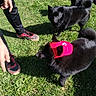 animal, black_dog, canine, casual, daylight, dog, fur, grass, headwear, human_hand, nature, outdoor, person, pet, playing, red_cap, red_shoes, shadow, shoes, sunlight