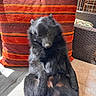 animal, black_dog, companion, couch, cozy, cute, dog, fluffy, fur, furniture, home, indoor, orange_pillow, pet, pillow, relaxed, resting, sitting, sleepy, striped_pillow