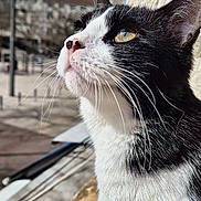 Banshee a rejoint le concours — aidez-le/la à gagner de superbes lots ! cat, black_and_white, close_up, outdoor, sunlight, whiskers, animal, pet, looking_up, feline, urban, building, wall, daytime, nature, curious, portrait, mammal, window_sill, soft_light