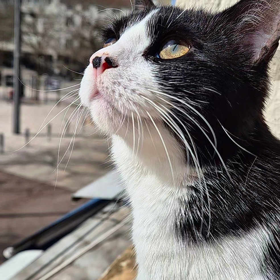 Banshee a rejoint le concours — aidez-le/la à gagner de superbes lots ! cat, black_and_white, close_up, outdoor, sunlight, whiskers, animal, pet, looking_up, feline, urban, building, wall, daytime, nature, curious, portrait, mammal, window_sill, soft_light