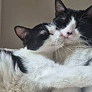 Naya Et Banshee participe au concours pour gagner de l'argent avec cette photo : cat, cats, black_and_white, snuggling, affection, fur, pets, animal, cute, cozy, close_up, indoor, whiskers, sleepy, resting, companionship, love, feline, portrait, two