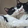 cat, cats, black_and_white, snuggling, affection, fur, pets, animal, cute, cozy, close_up, indoor, whiskers, sleepy, resting, companionship, love, feline, portrait, two