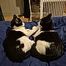 Naya Et Banshee a rejoint le concours — aidez-le/la à gagner de superbes lots ! animal_pair, bed, black_and_white, blanket, cat, cats, clothing, cozy, cute, domestic_animal, feline, fur, home_interior, indoor, pets, radiator, resting, sleeping_area, two_animals, warm_lighting