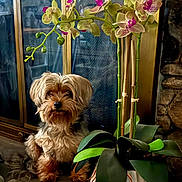 Mac is registered to the contest to win money with this photo: dog, small_dog, shaggy_dog, pet, canine, portrait, sitting, indoor, orchid, flowers, plant, potted_plant, green_leaves, window, fireplace, home, decor, long_fur, brown_fur, still_life
