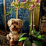 dog, small_dog, shaggy_dog, pet, canine, portrait, sitting, indoor, orchid, flowers, plant, potted_plant, green_leaves, window, fireplace, home, decor, long_fur, brown_fur, still_life