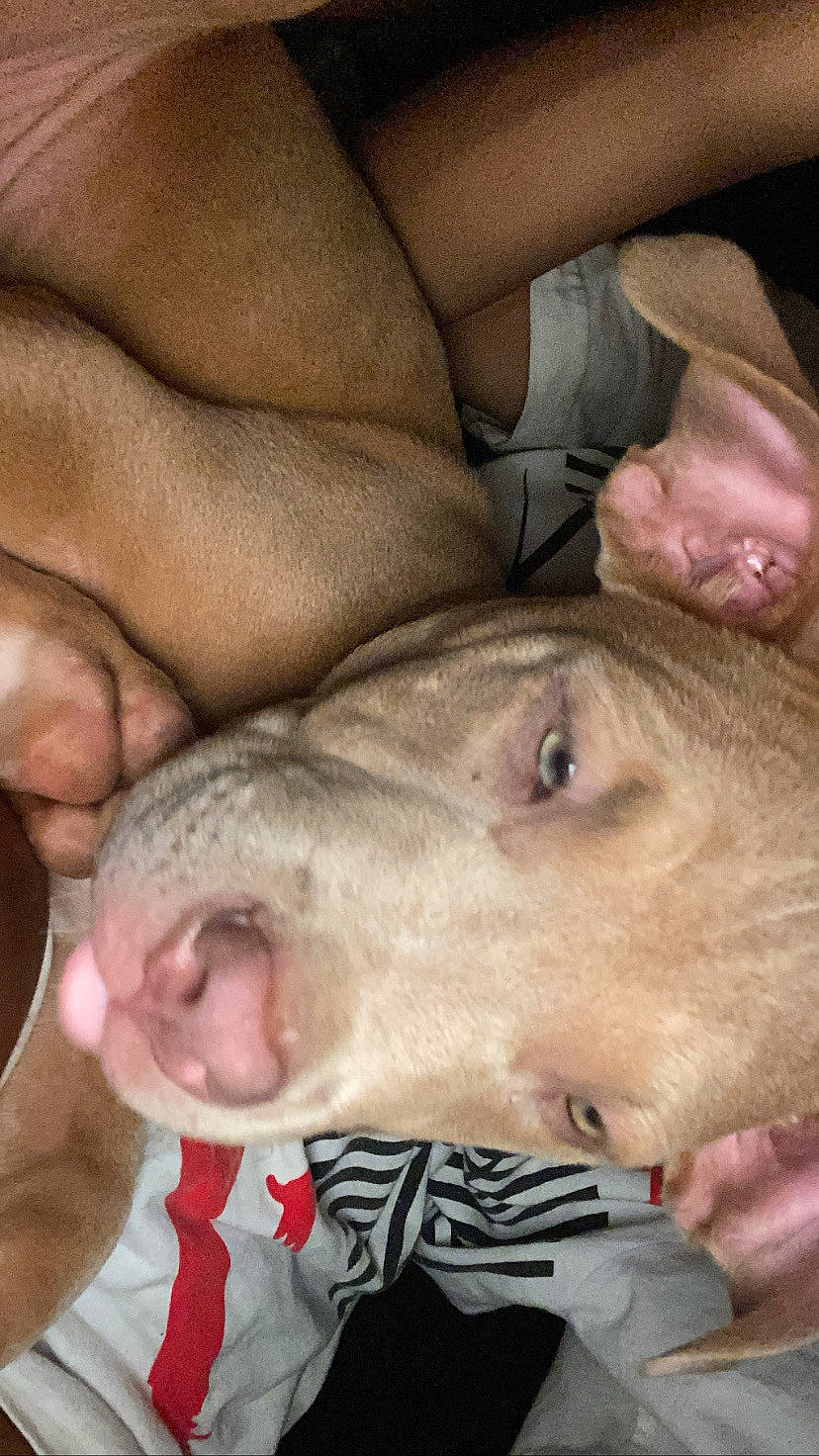 King is registered to the contest to win money with this photo: canidae, carnivore, comfort, companion_dog, dog, dog_breed, domestic_pig, fawn, flesh, fur, guard_dog, jaw, non_sporting_group, snout, sporting_group, suidae, terrestrial_animal, whiskers, working_animal, wrinkle