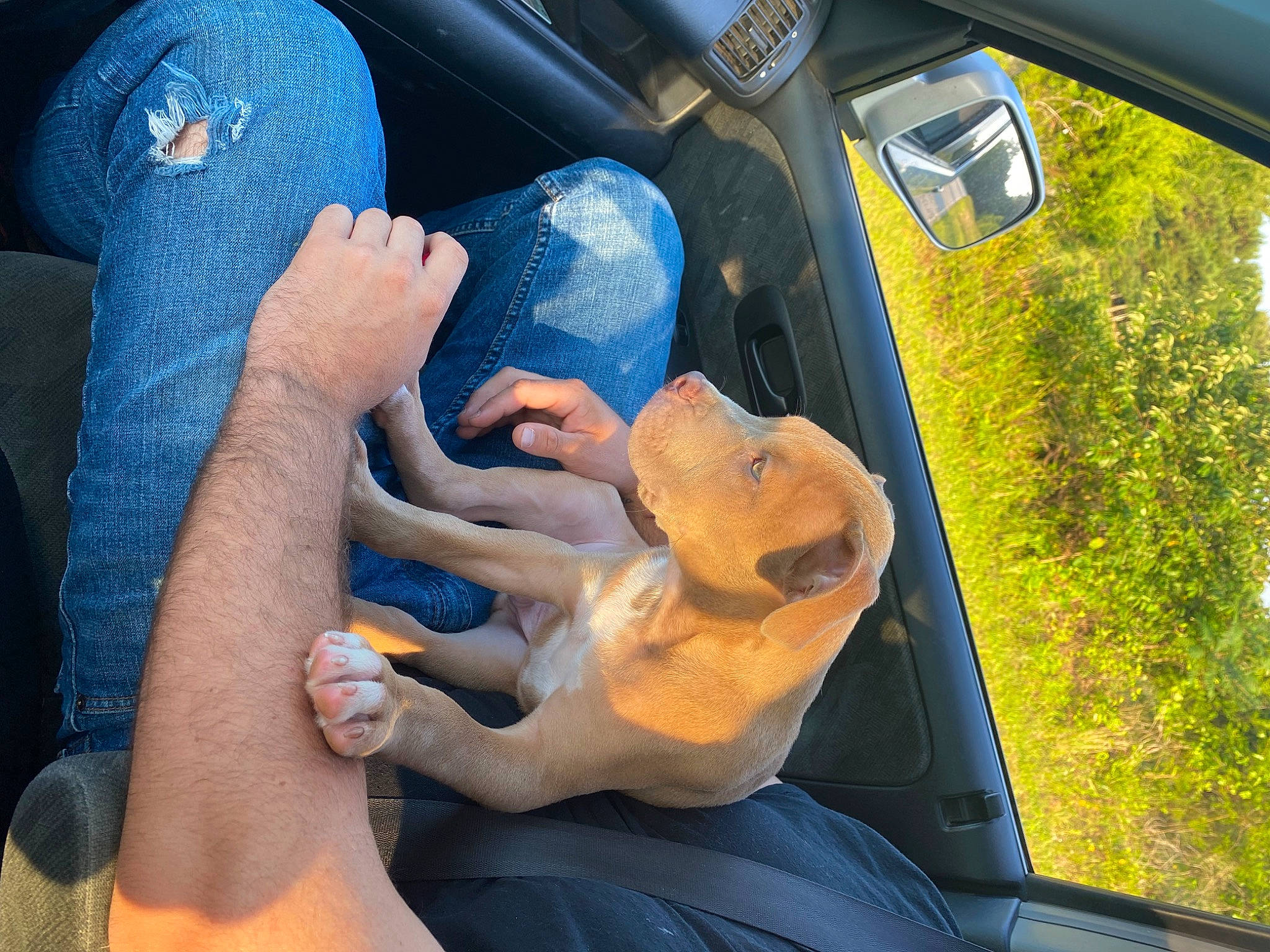 King is registered to the contest to win money with this photo: automotive_design, automotive_exterior, automotive_mirror, blue, car, car_seat, car_seat_cover, finger, gesture, hand, hood, motor_vehicle, plant, steering_part, steering_wheel, thumb, toy, vehicle, vehicle_door, window